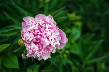 Group of fresh pink peonies in the garden in the summer. Closeup of beautiful purple Peony flower.