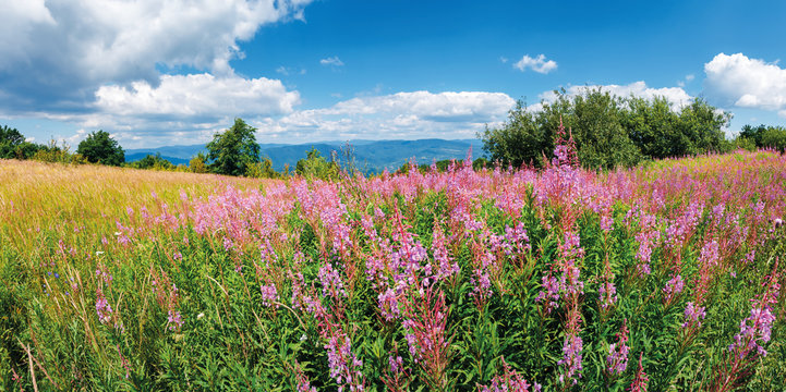 panorama with bunch of blooming fireweed on the meadow. bright flowers on a sunny day in mountains. blue sky with clouds. plant also called willowherb or Chamaenerion angustifolium.panorama with bunch