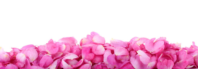 Fototapeta premium heap of pink rosehips petals isolated on white background banner
