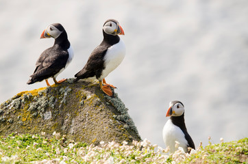 Group of Puffin Seabirds