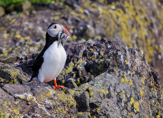 Puffin Seabird with Sand Eels 