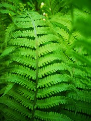 leaves of fern
