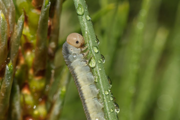 raupe