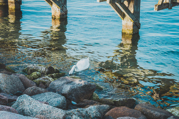 Schwan in Warnemünde