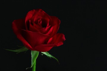 Blooming Red Rose on a Black Background