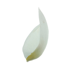 white petal of rosehip isolated on white background