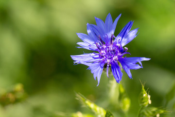 Beautiful flowers of a wolf on a green meadow on a warm summer day after the rain.