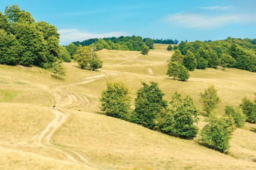 country road winding uphill through meadow. weathered grass on pastures. primeval beech forest on...