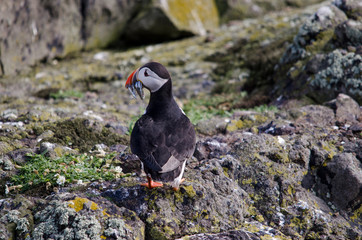 Puffin with Sand Eels on a Rock