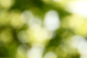 Fototapeta na wymiar Blurred view of abstract green background. Bokeh effect