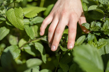 hands holding plant