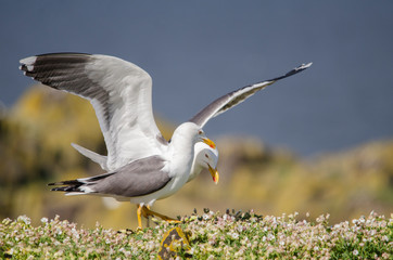 Pair of Sea Gulls on a Cliff Edge