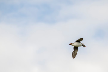 Seabird Puffin in Flight