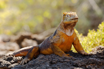 Galapagos Land Iguana basking on a rock