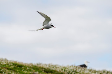 Seabird Arctic Tern in Flight