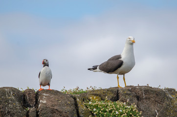 Puffin Standing by a Seagull