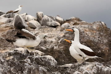 Nazca Booby Chick Begging for Food from its Parents - Galapagos