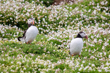 Two Seabird Puffins in a Field