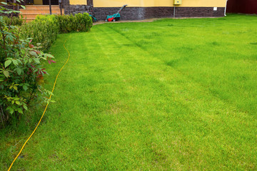 A mowed lawn in the garden, in the backyard of the house.