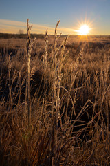 Fototapeta premium Frosty Grass Sunrise