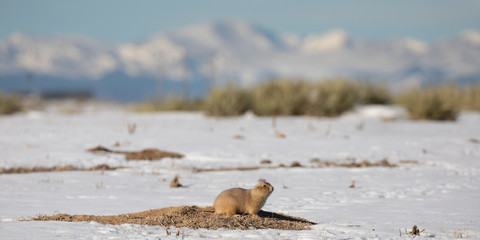 Prairie Dog and Mountains
