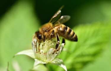 Nahaufnahme einer Biene im Garten bei der Nahrungssuche nach Pollen an einer Blüte