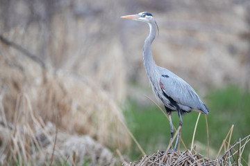 Great Blue Heron Portrait