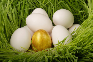 heap of eggs in green grass