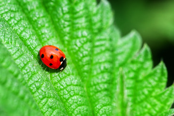 Ladybug sitting on a green leaf. lovely colored insect beetle.