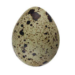 quail egg isolated on white background