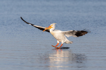 Pelican Touchdown