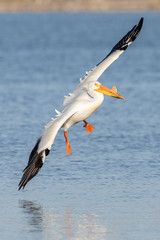 Pelican Landing