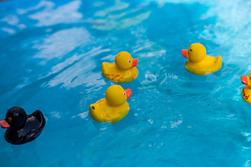 rubber duck in water