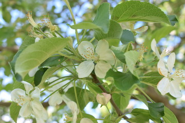 Green Leaves of Apple Tree