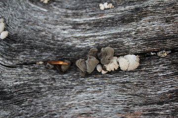 Auricularia auricula judae, known as the Jew's ear, wood ear, jelly ear on the hive, edible mushroom, macro photography, nature