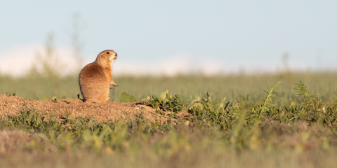 Prairie Dog Morning