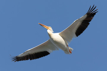 Fototapeta na wymiar Pelican Overhead