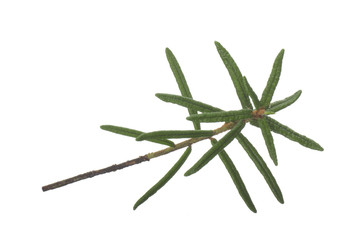 fresh green bunch of wild rosemary isolated on white background