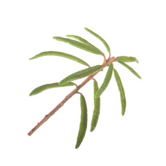 fresh green bunch of wild rosemary isolated on white background