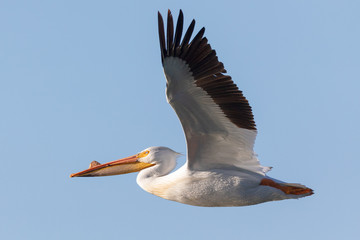 Pelican in Flight