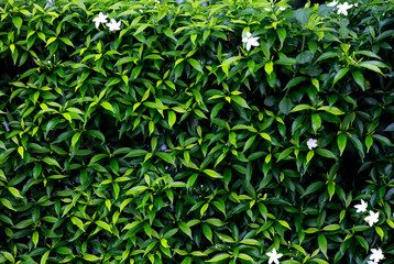 Green leave background , natural background