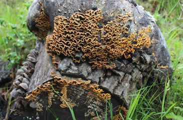 Trametes versicolor mushroom common turkey tail, macro photography, medicine mushroom, edible, medical