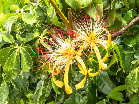 Flower of exotic fruit Monguba (pachira aquatica) in Brazil