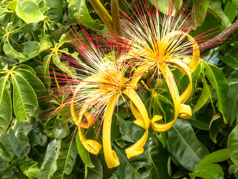 Flower of exotic fruit Monguba (pachira aquatica) in Brazil