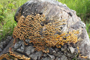 Trametes versicolor mushroom common turkey tail, macro photography, medicine mushroom, edible, medical