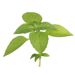 branch of fresh green basil isolated on white background