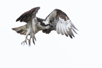 Osprey Jump