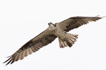 Osprey Glide
