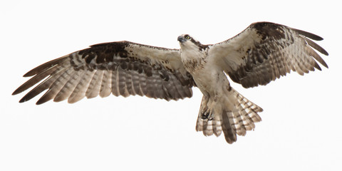 Osprey In Flight
