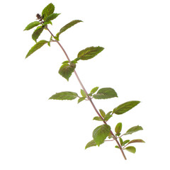 branch of fresh green basil isolated on white background